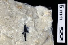 Foto (Detailansicht) von Prosopon sp. (NHMW-GEO-1990-0041-0442)